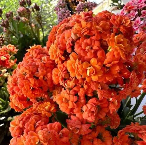橙色被子象征哪种花？