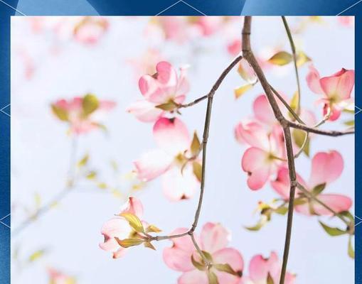 什么花有步步高升的含义？步步高升的花是什么？