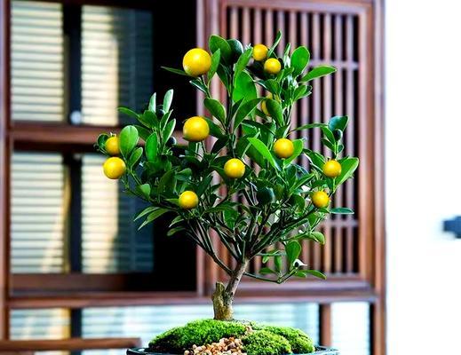 家中摆放哪些花具有吉祥寓意？