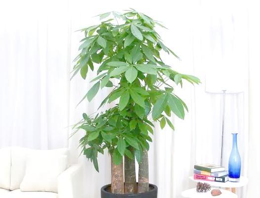 家中摆放哪些花具有吉祥寓意？