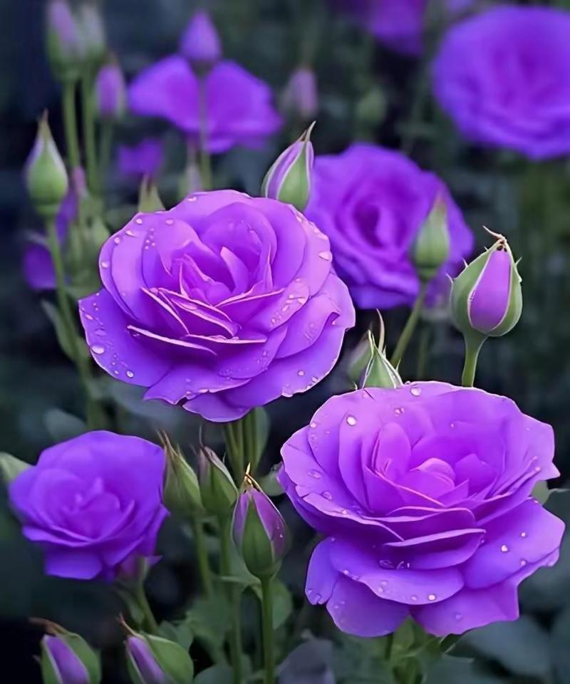 紫色桔梗花的象征是什么？桔梗花的花语有哪些？