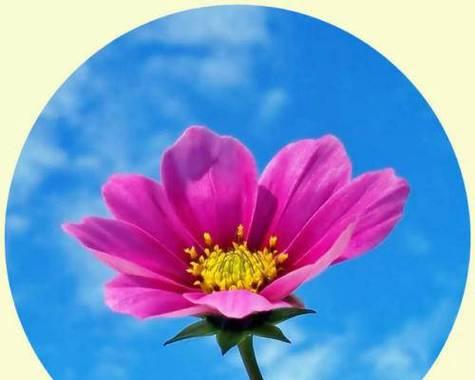 用粉色的花做头像寓意是什么？它传递了怎样的信息？