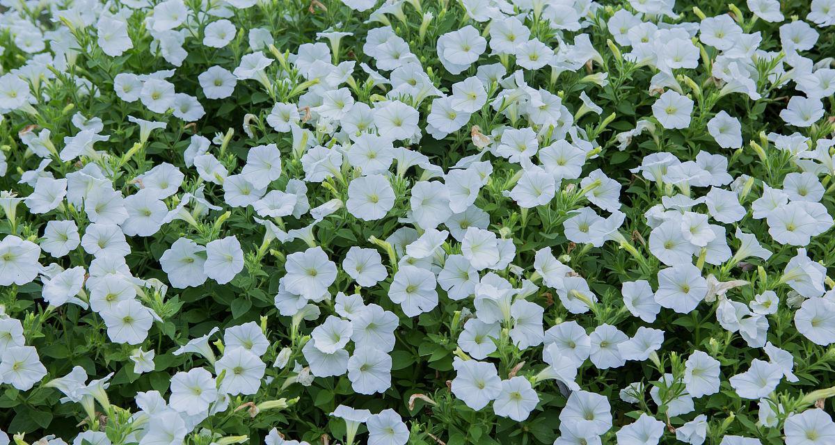白色牵牛花手串代表什么？白色牵牛花有何特别含义？