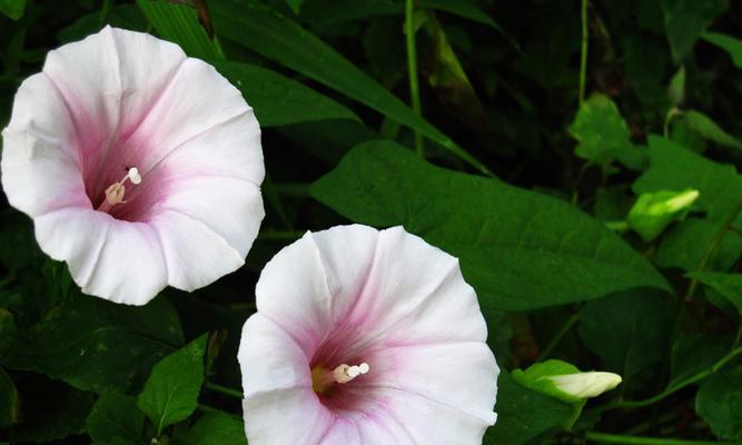 白色牵牛花手串代表什么？白色牵牛花有何特别含义？