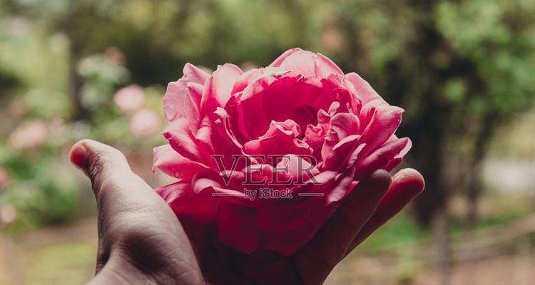 手捧玫瑰花代表什么？它的象征意义是什么？