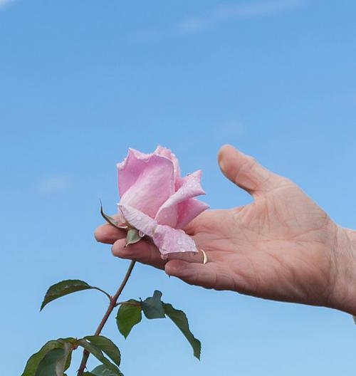 手捧玫瑰花代表什么？它的象征意义是什么？