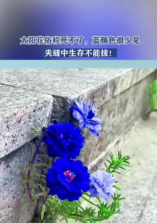 蓝色花通常寓意着什么？