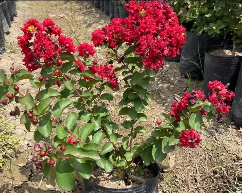 四季常青的花寓意爱情长久是什么？四季常青花的种类有哪些？