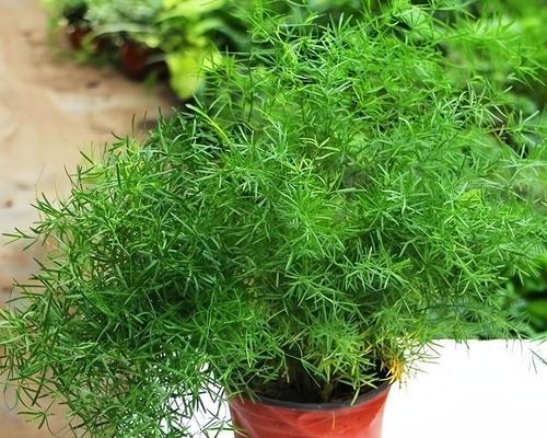 四季常青的花寓意爱情长久是什么？四季常青花的种类有哪些？