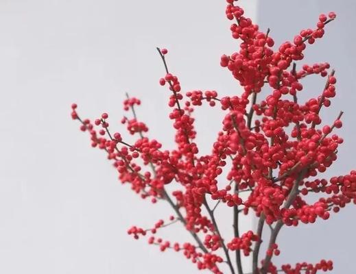 春节摆放红色花有什么寓意？红色花在春节的花语是什么？