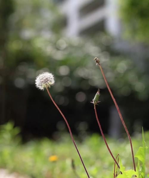 《青云花语》的创作背景是什么？它讲述了什么故事？