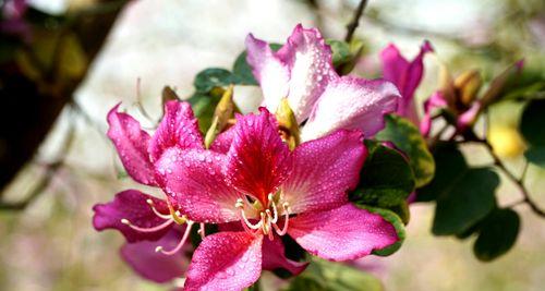 放红色紫荆花的花瓶寓意是什么？红色紫荆花象征着什么？