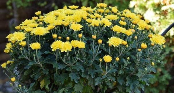 平安花具体寓意了什么？