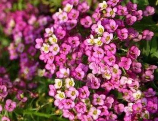 白色情花的花语是什么？白色情花的寓意有哪些？