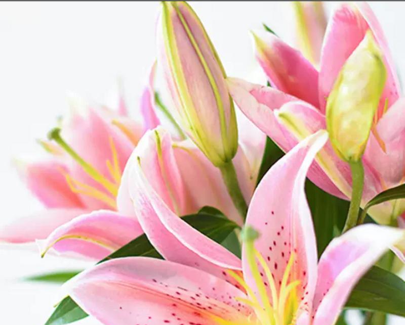 白色情花的花语是什么？白色情花的寓意有哪些？