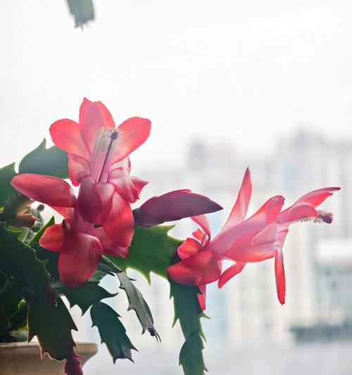 蟹爪兰白色花朵的寓意是什么？如何选择合适的蟹爪兰？