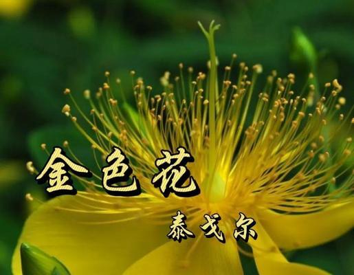 玄关金色花的寓意和象征是什么？金色花卉的含义是什么？