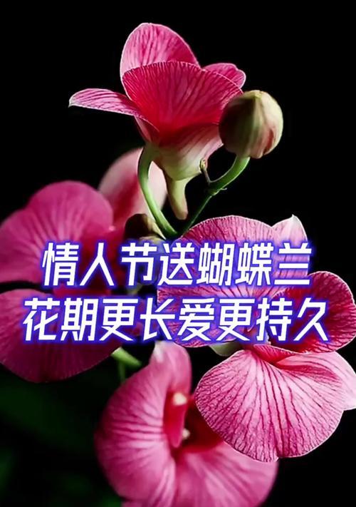 情人节送什么花代表爱人的爱情？