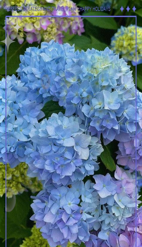 绣球花象征的颜色是什么？绣球花颜色变化有何寓意？