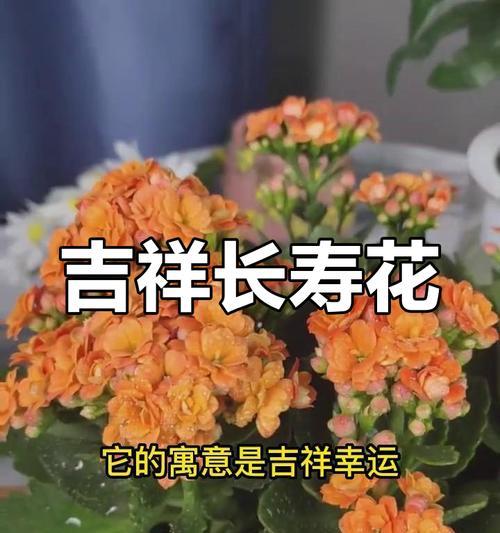 长寿花有哪些颜色？不同颜色长寿花的寓意分别是什么？