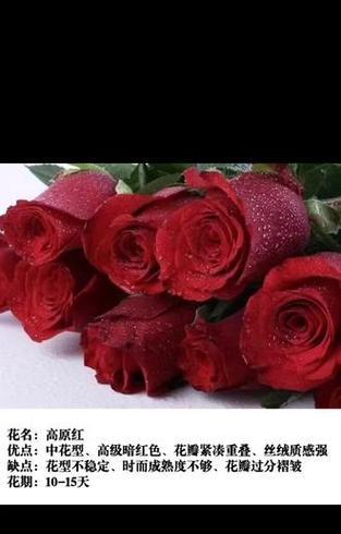 送老婆红色的花有什么寓意？红色花语代表什么？