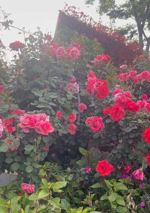 细花雨伞的蓝色代表什么？雨伞颜色的花语是什么？