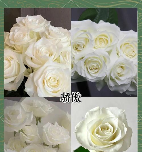 哪些白色的花象征爱情？它们的花语是什么？