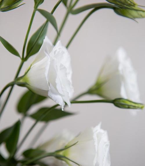 哪些白色的花象征爱情？它们的花语是什么？