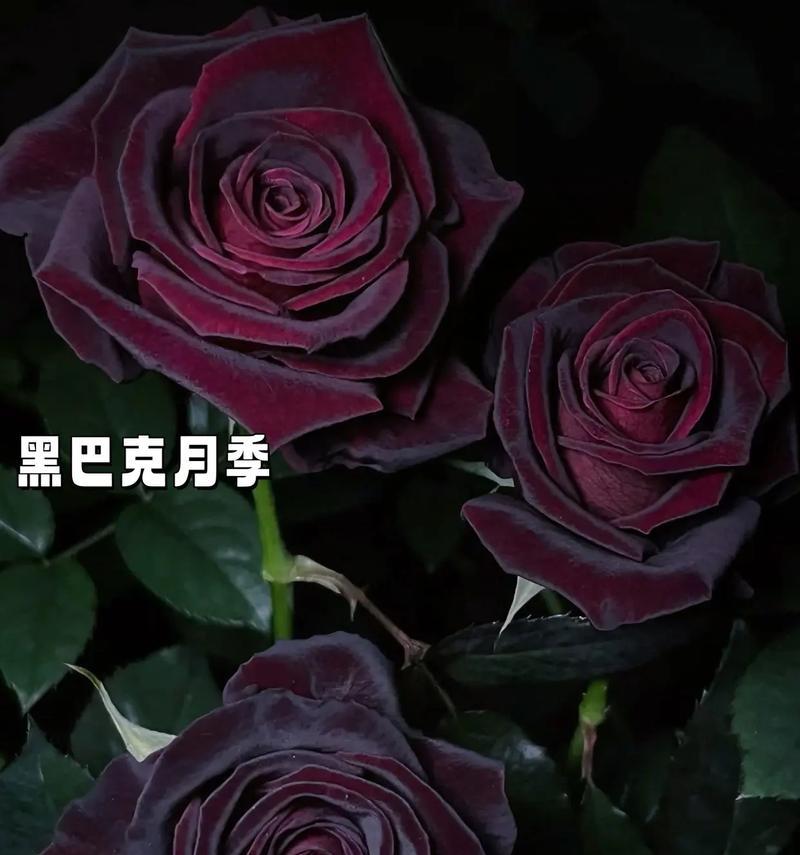 哪些月季花寓意成功？月季花成功的花语是什么？
