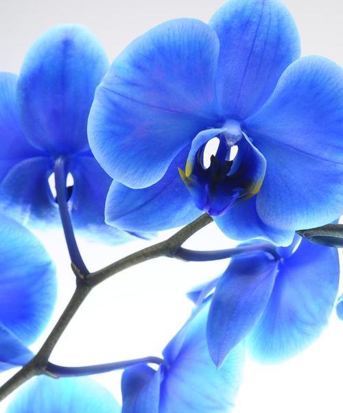 蓝色花有哪些寓意？蓝色花的象征意义是什么？