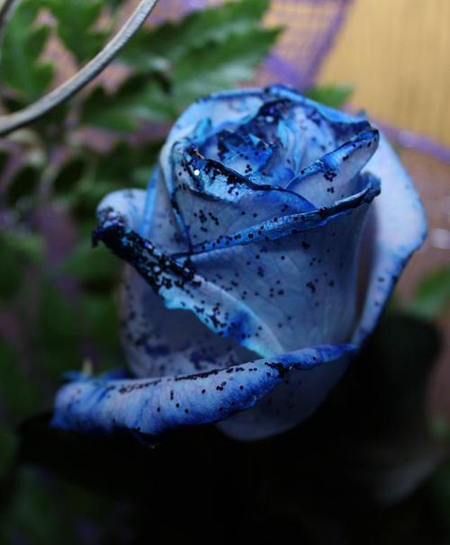 蓝色花有哪些寓意？蓝色花的象征意义是什么？