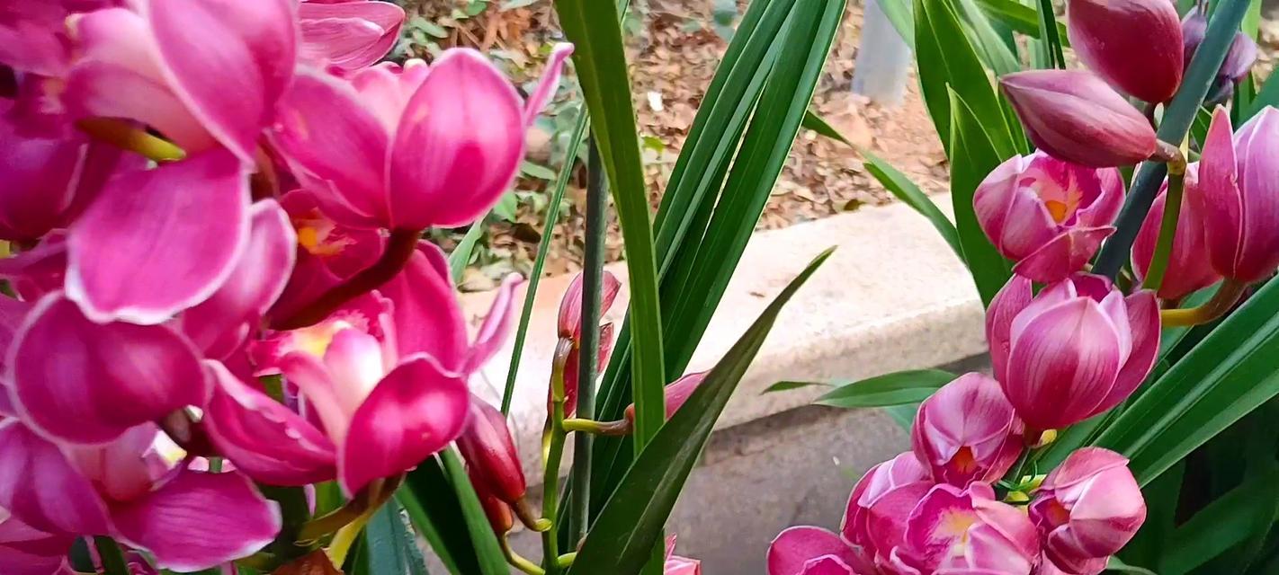广东人爱花的吉祥寓意有哪些？广东花卉文化中的寓意是什么？