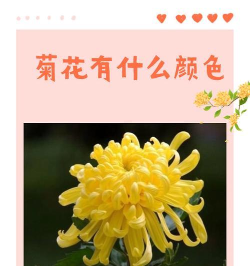 广东人爱花的吉祥寓意有哪些？广东花卉文化中的寓意是什么？