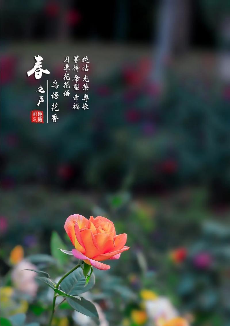 哪种花象征着不拘小节？它的花语是什么？