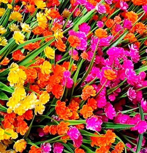 哪种花象征着不拘小节？它的花语是什么？