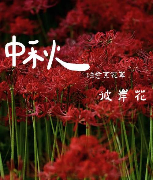 中秋节放花的寓意是什么？传统上有哪些花卉与中秋节相关？