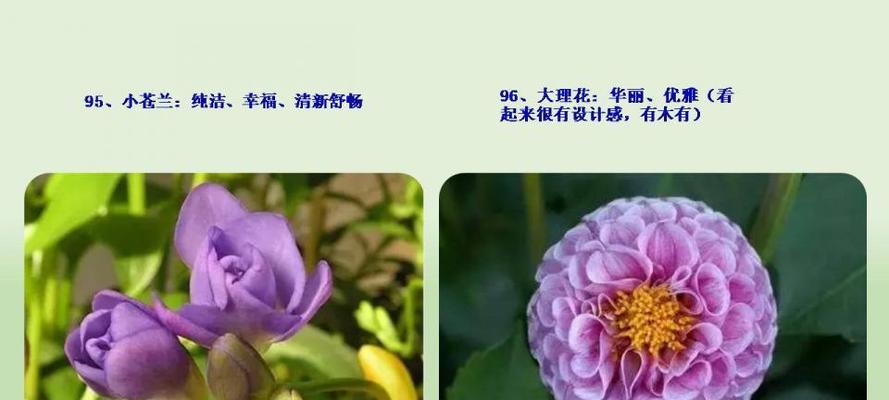 紫色大理花的花语是什么？紫色大理花寓意着什么？