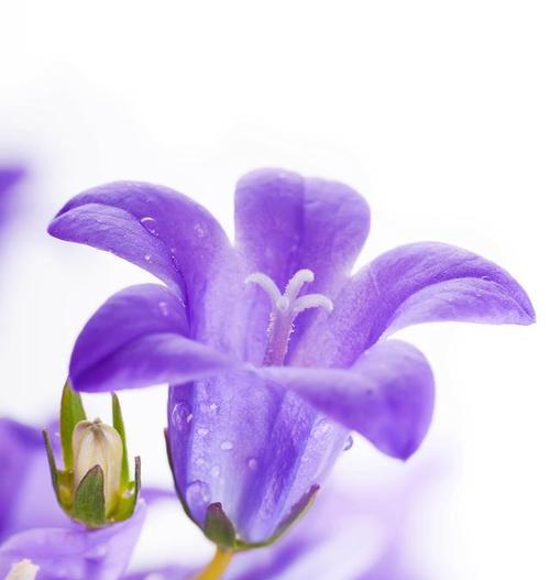 紫色大理花的花语是什么？紫色大理花寓意着什么？