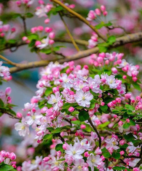 有哪些花寓意温柔但不象征爱情？温柔花的含义是什么？