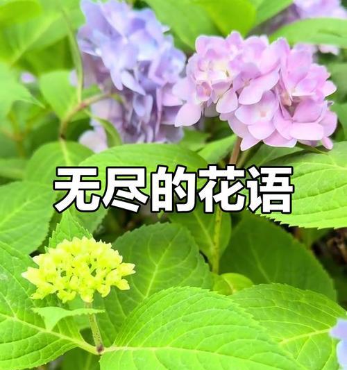 哪种花象征着绿色希望的心情？