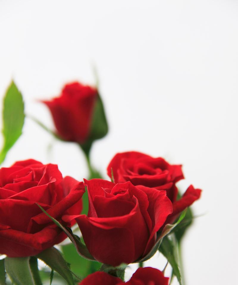 单身爱情的花语是什么？哪种花代表单身爱情？