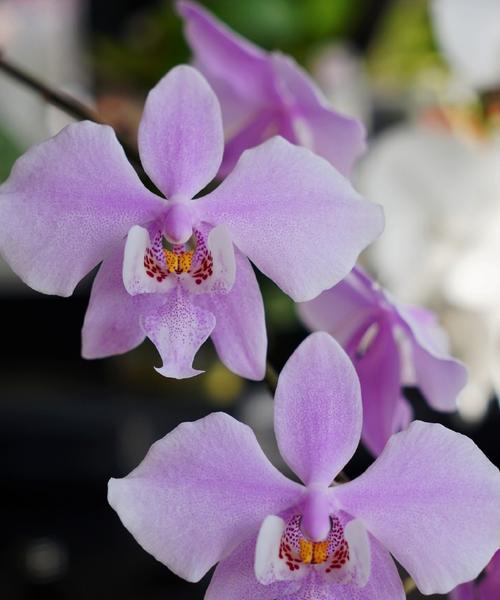 紫色蝴蝶蓝花寓意何在？它象征着什么？