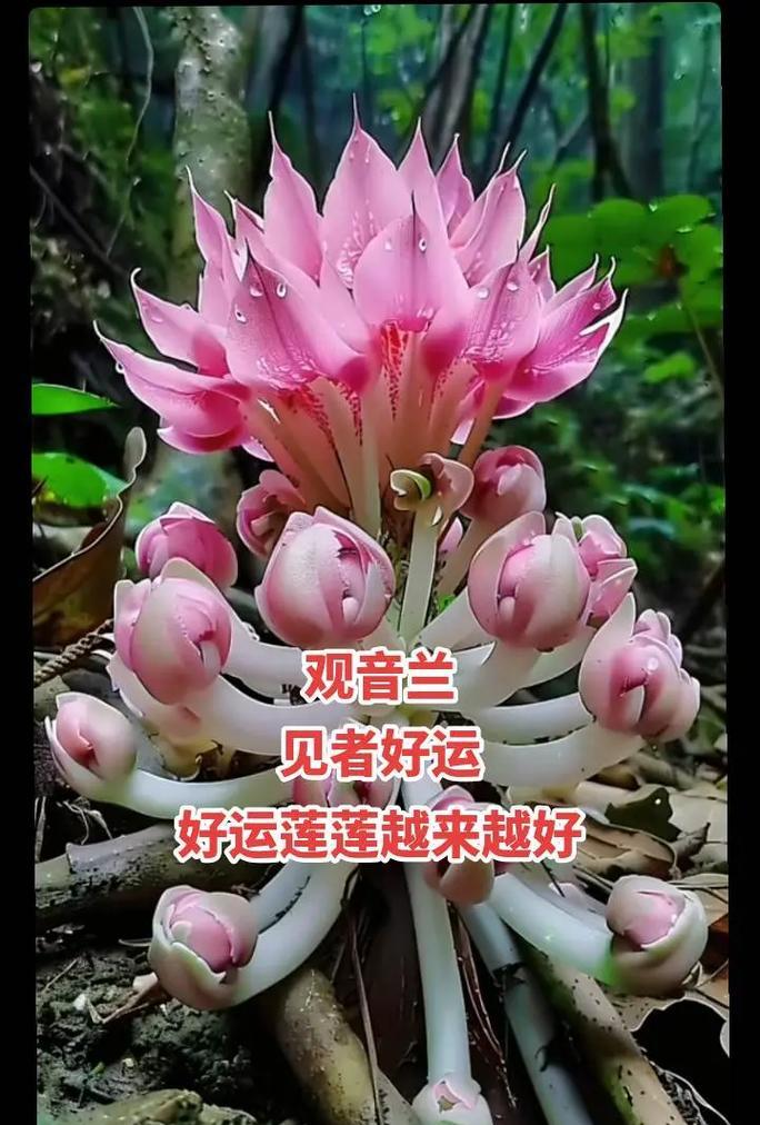 观音节供花有何意义？它象征着什么？