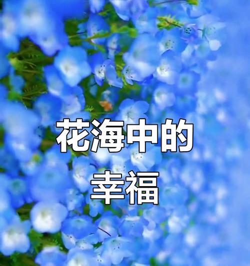 哪些蓝色花象征着幸福？