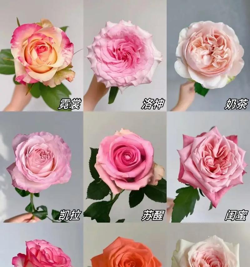 粉色玫瑰花和气球花代表什么？粉色玫瑰花和气球花的寓意是什么？