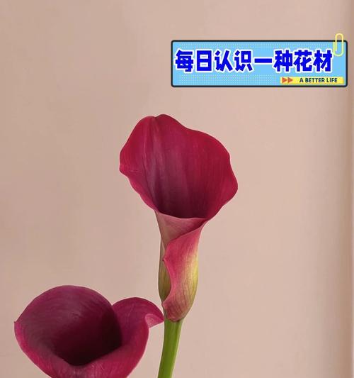 什么花材象征幸福？如何用花材表达幸福？