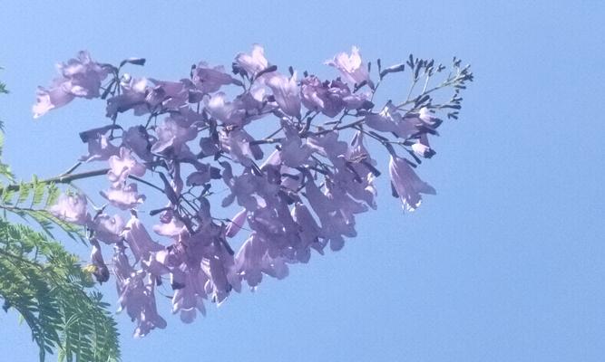 蓝色花象征着什么意象？