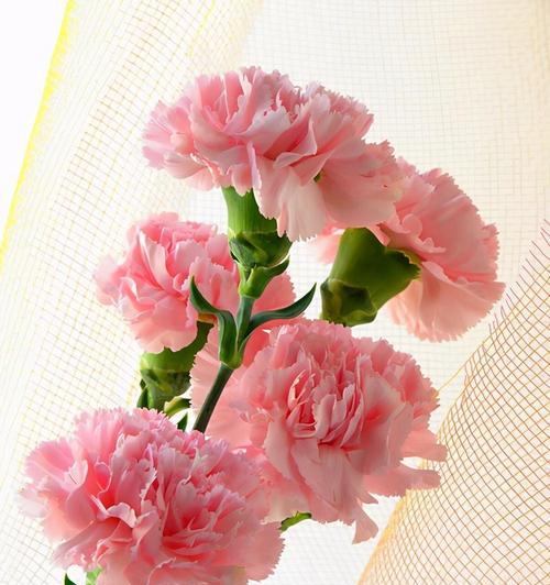 为什么花成为母亲节的象征？送花有哪些讲究？