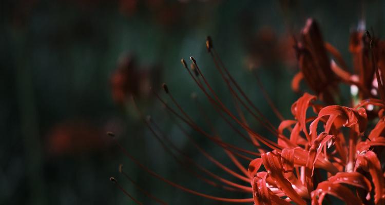 秋天象征爱情的花有哪些？它们的寓意是什么？