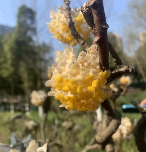 秋天象征爱情的花有哪些？它们的寓意是什么？
